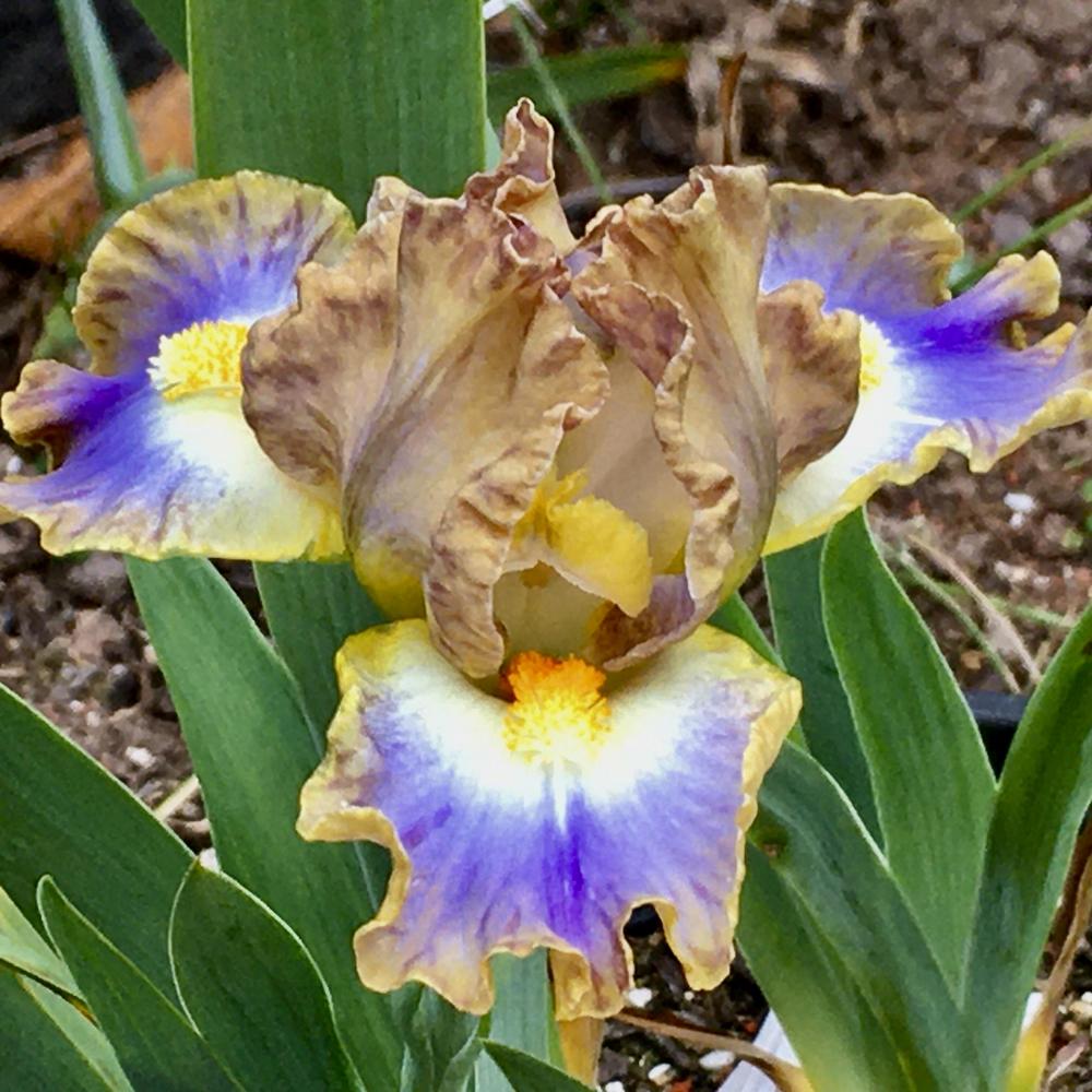 Photo of Standard Dwarf Bearded Iris (Iris 'My Cher') uploaded by Neela