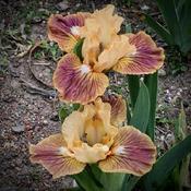 Thank you Ginny and Don Spoon & Winterberry iris gardens.