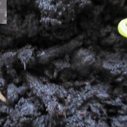 Location: indoors Toronto, Ontario
Cornelian Cherry (Cornus mas 'Aurea') seeds germination.