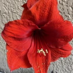Location: My garden in Tampa, Florida
Date: 2023-04-07
My red amaryllis bloom!