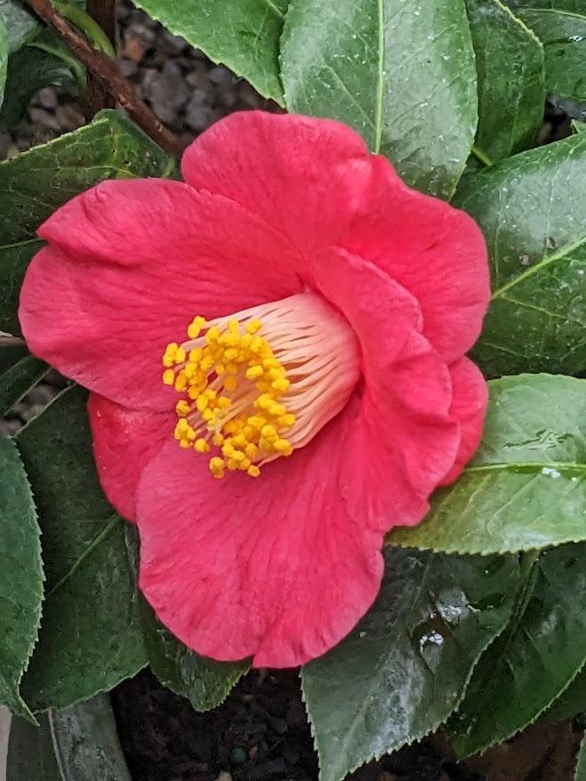 Photo of Camellia (Camellia japonica Ice Angels® Spring's Promise) uploaded by Joy