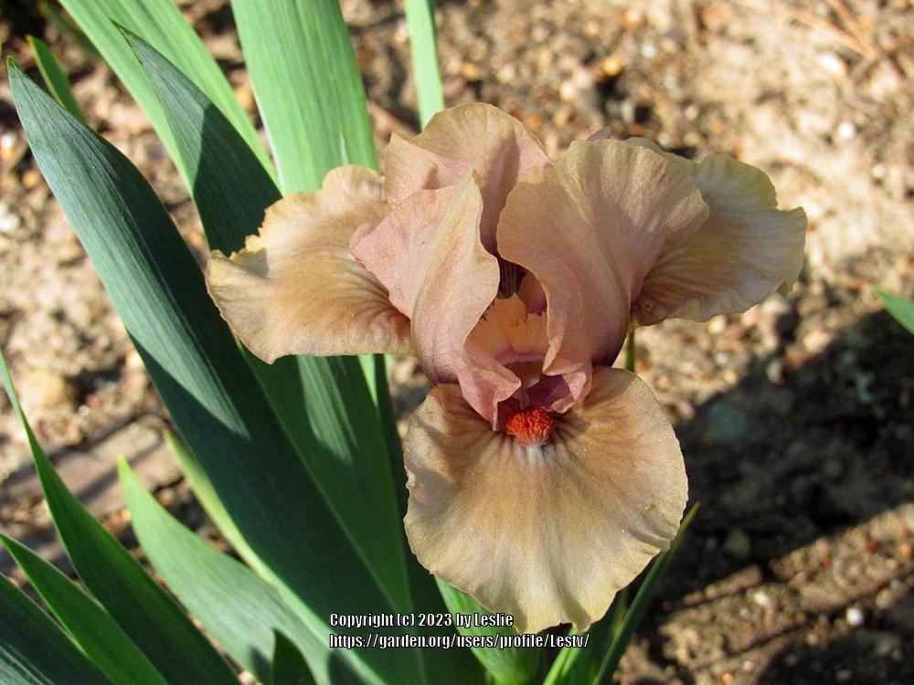Photo of Standard Dwarf Bearded Iris (Iris 'Dragon's Den') uploaded by Lestv
