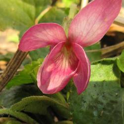 Location: Toronto, Ontario
Date: 2023-04-08
Scented Violet (Viola odorata 'Rosina').