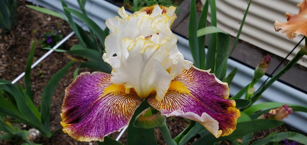 Photo of Tall Bearded Iris (Iris 'Sordid Lives') uploaded by javaMom