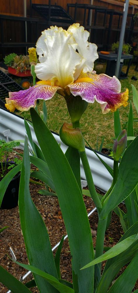 Photo of Tall Bearded Iris (Iris 'Sordid Lives') uploaded by javaMom