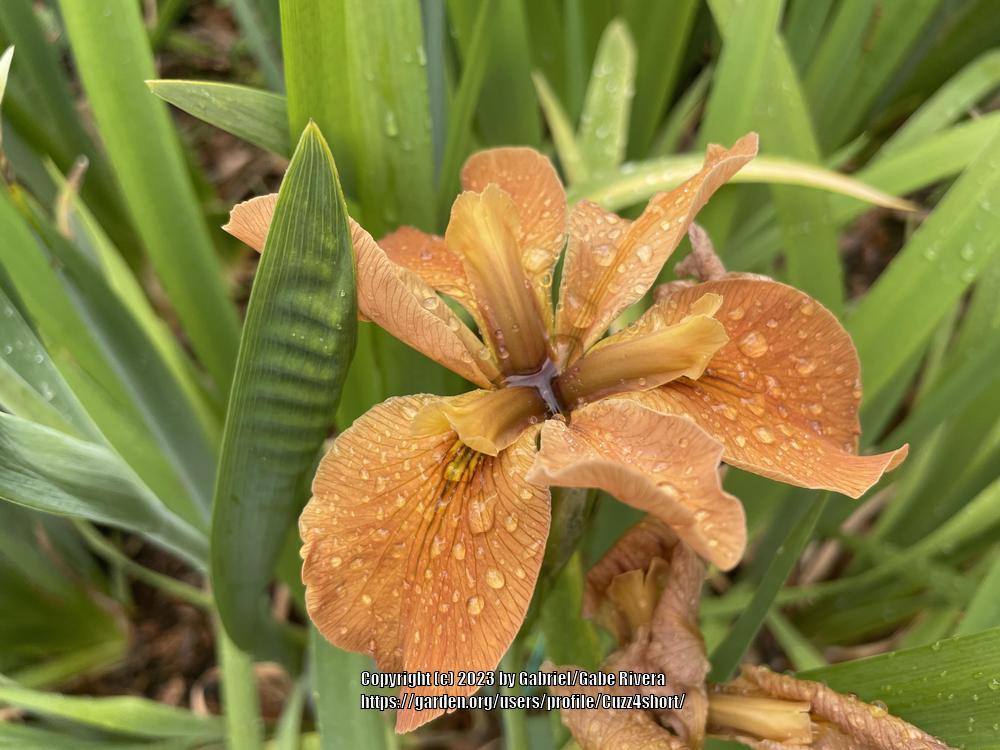 Photo of Louisiana Iris (Iris 'Pointe aux Chenes') uploaded by Cuzz4short