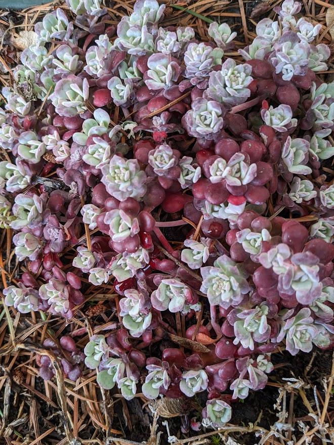 Photo of Pacific Stonecrop (Sedum spathulifolium subsp. pruinosum 'Carnea') uploaded by Joy
