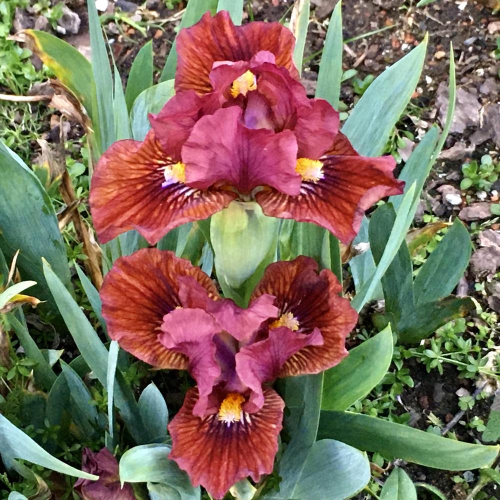 Photo of Standard Dwarf Bearded Iris (Iris 'Orange Arc') uploaded by Neela