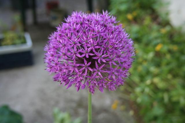 Photo of Flowering Onion (Allium aflatunense) uploaded by RuuddeBlock
