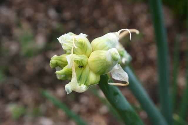 Photo of Onions (Allium cepa) uploaded by RuuddeBlock