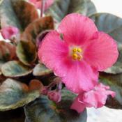African Violet (Streptocarpus 'Rob's Scrumptious') buds and bloom