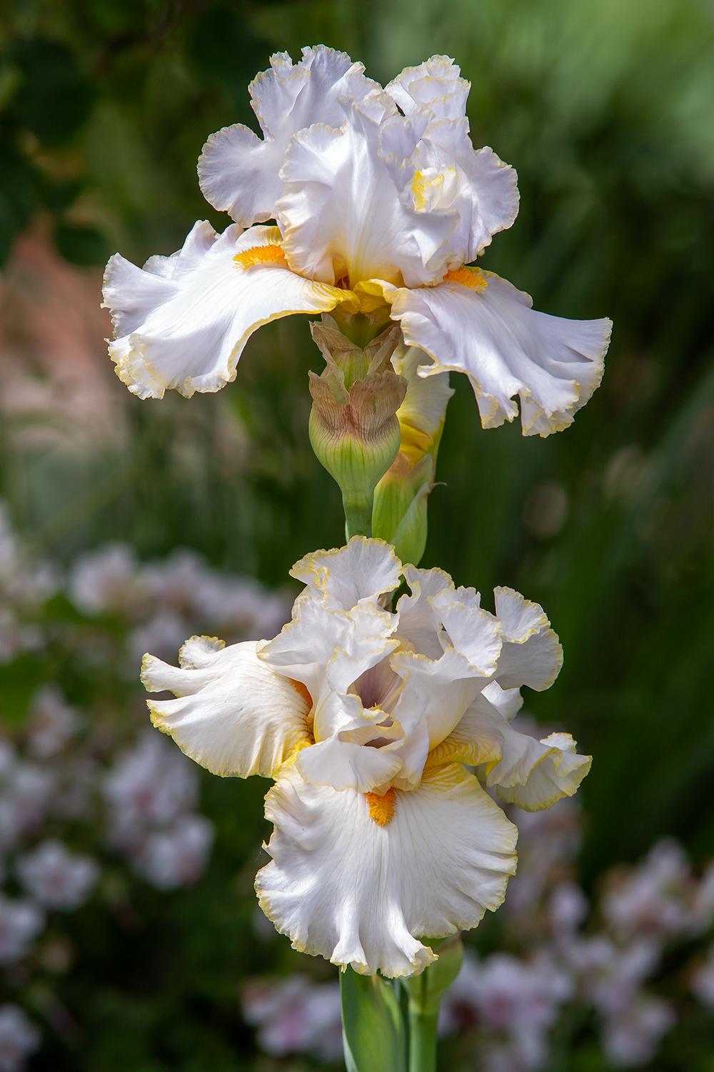 Photo of Tall Bearded Iris (Iris 'Stolen Sweets') uploaded by dirtdorphins
