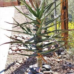 Location: Panorama Circle, Tucson, AZ
Date: 2023-04-07
A recently planted and thriving aloe near our house
