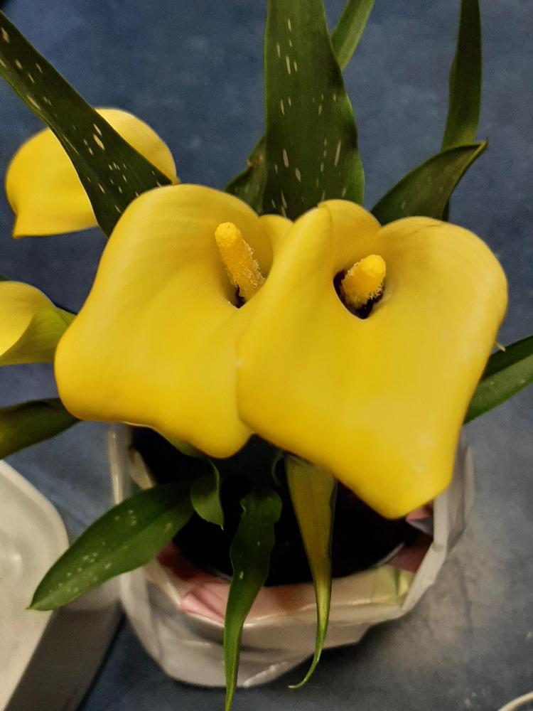 Photo of Yellow Calla Lily (Zantedeschia elliottiana) uploaded by pixie62560