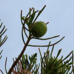 Location: Ormond Beach, FL
Date: 2023-04-08
Norfolk Pine female cone