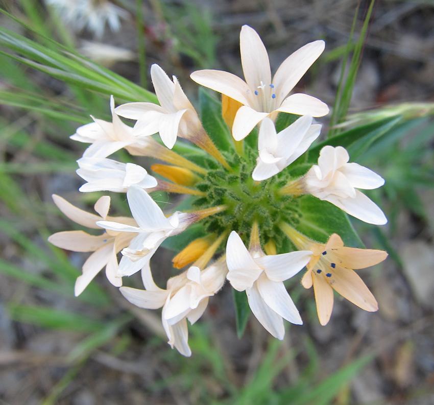 Photo of Collomia (Collomia grandiflora) uploaded by Calif_Sue