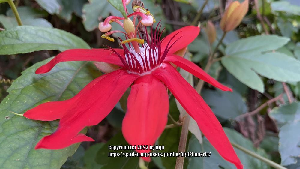 Photo of Passion Flower (Passiflora) uploaded by GigiPlumeria