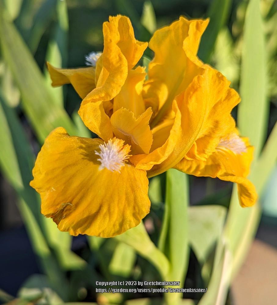 Photo of Standard Dwarf Bearded Iris (Iris 'Cache of Gold') uploaded by Gretchenlasater