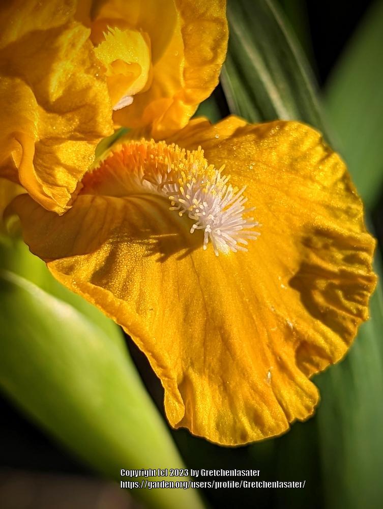 Photo of Standard Dwarf Bearded Iris (Iris 'Cache of Gold') uploaded by Gretchenlasater