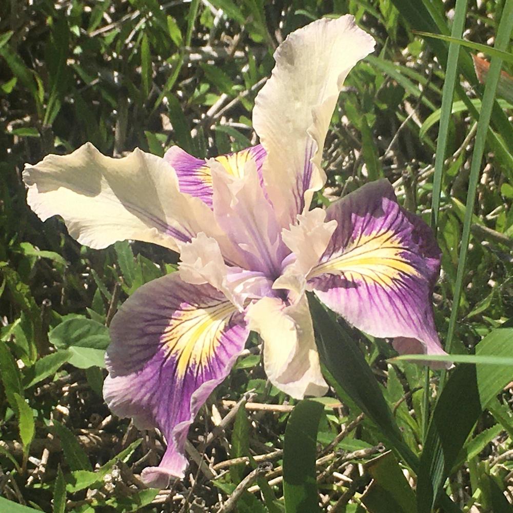 Photo of Species Iris (Iris douglasiana) uploaded by Iraygus