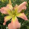 Photo Courtesy of Hillside Daylilies. Used with Permission