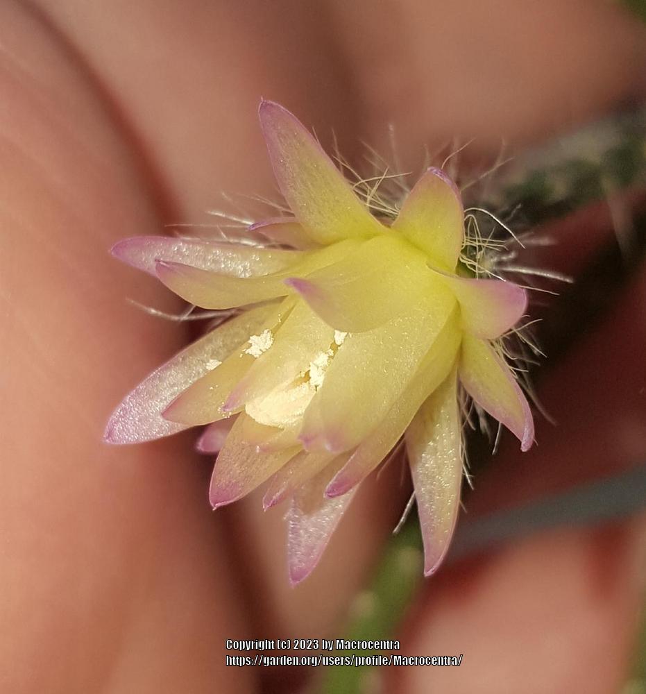 Photo of Mistletoe Cactus (Rhipsalis pilocarpa) uploaded by Macrocentra