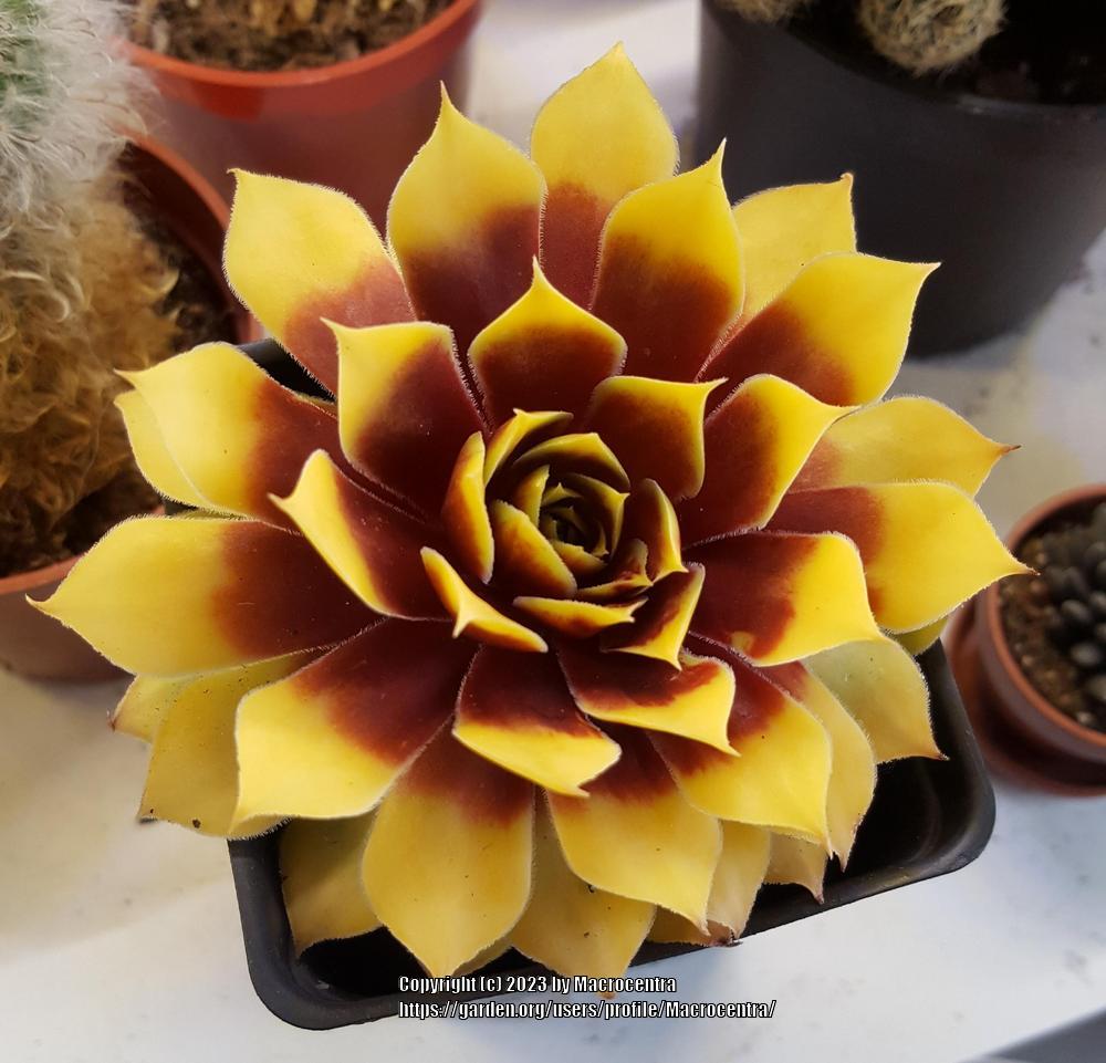 Photo of Hen and Chicks (Sempervivum 'Gold Nugget') uploaded by Macrocentra