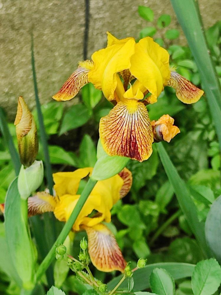 Photo of Tall Bearded Iris (Iris 'Sans Souci') uploaded by ScarletBandit