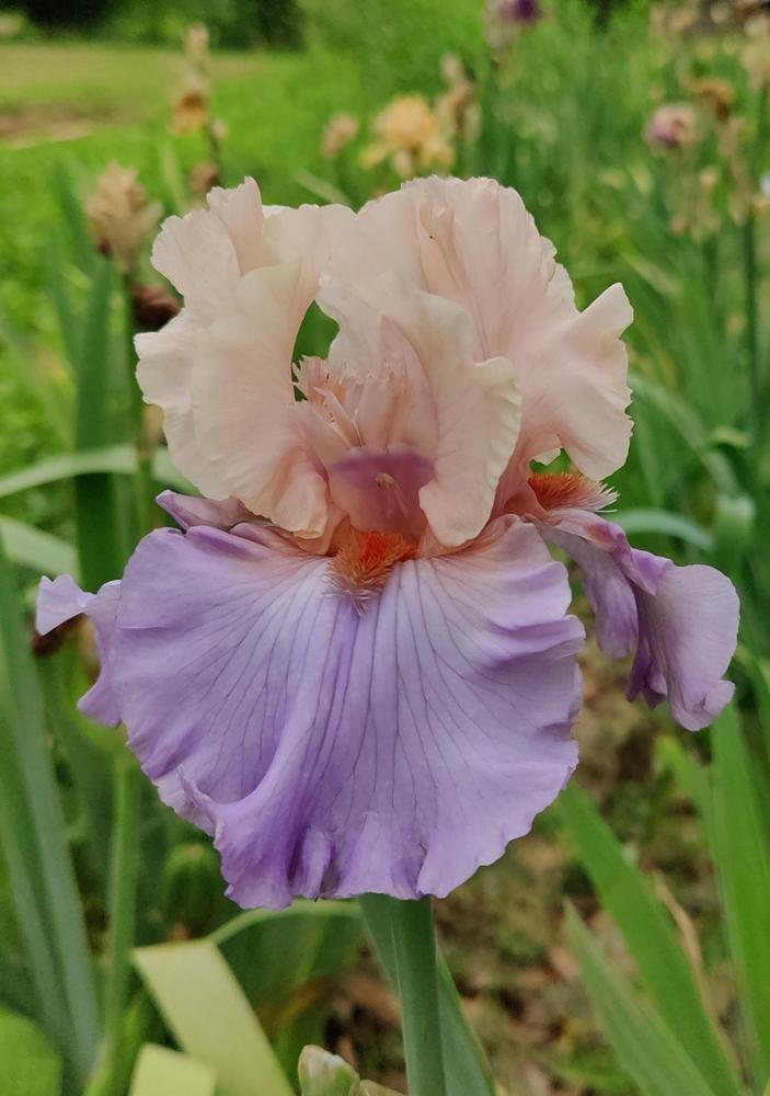 Photo of Tall Bearded Iris (Iris 'Hospitality') uploaded by ScarletBandit