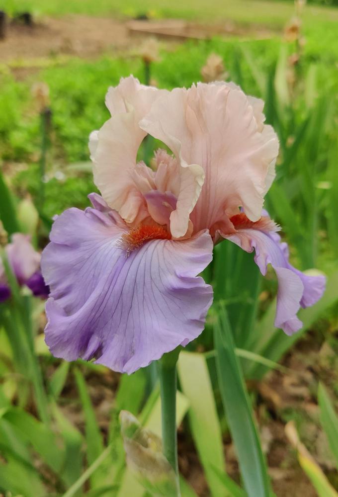 Photo of Tall Bearded Iris (Iris 'Hospitality') uploaded by ScarletBandit