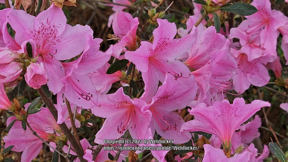 Photo of Rhododendrons (Rhododendron) uploaded by WebTucker