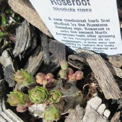 Location: Toronto, Ontario
Date: 2023-04-08
Rosewort (Rhodiola rosea).