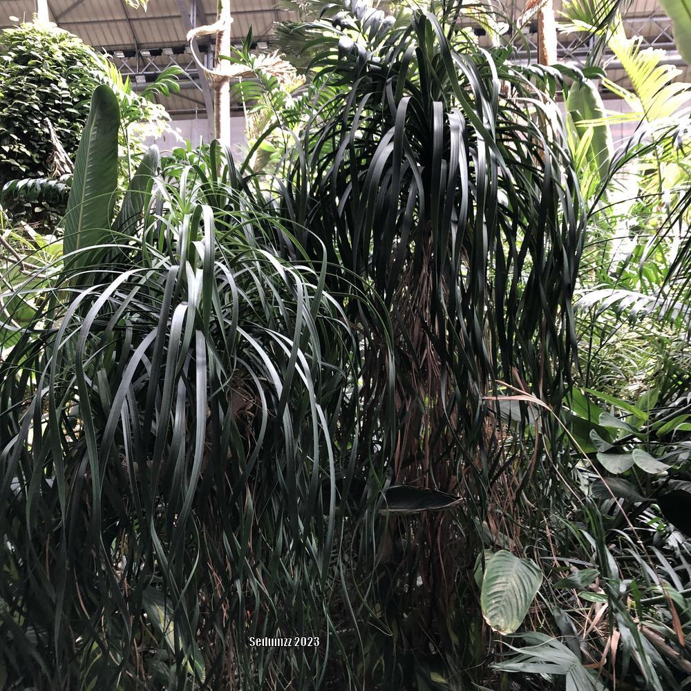 Photo of Ponytail Palm (Beaucarnea recurvata) uploaded by sedumzz