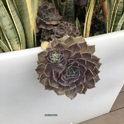 Location: Barcelona, Spain | April, 2023 
Date: 2023-04-02
This is grown in an embedded pot in a larger container. interesti