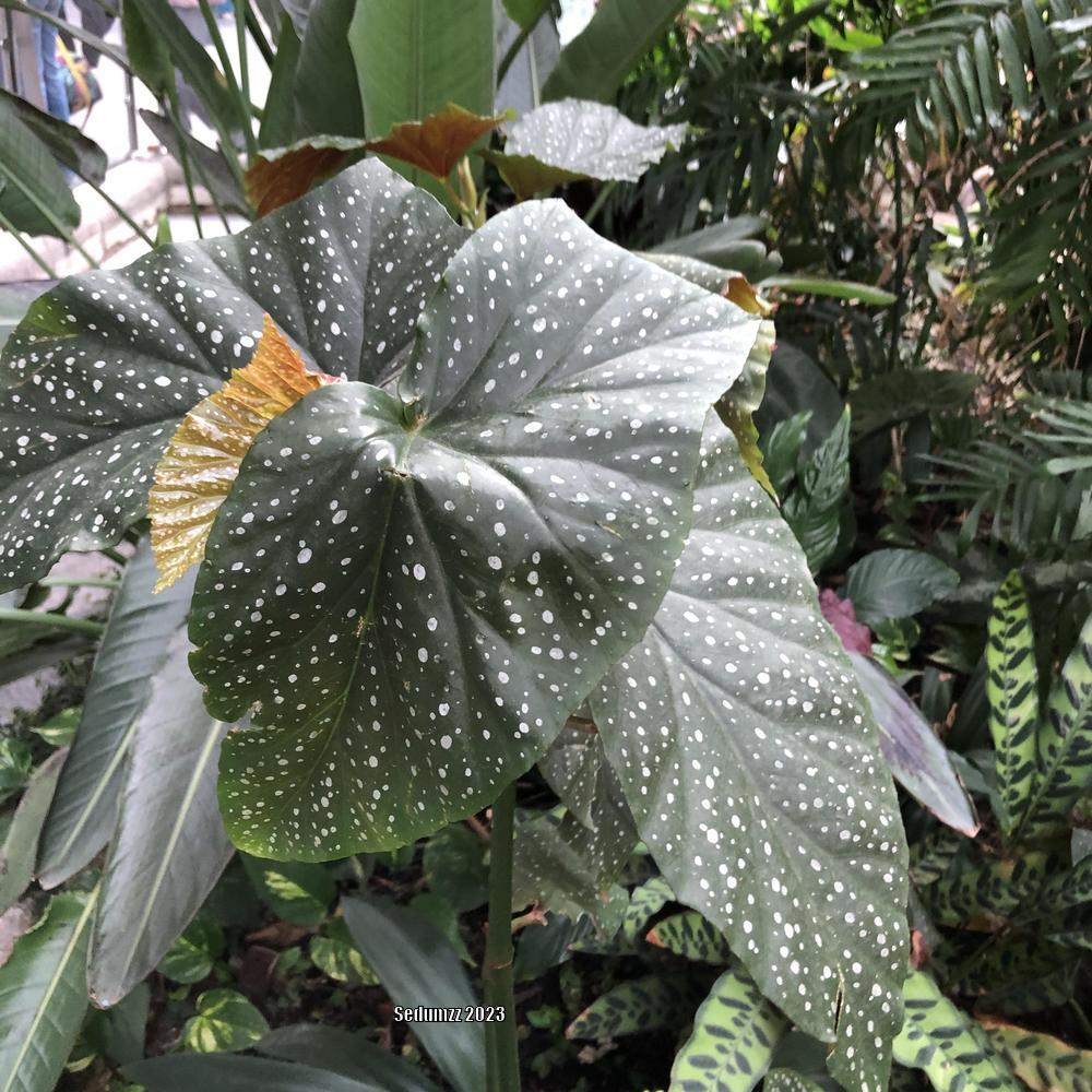 Photo of Cane Begonia (Begonia 'Corallina de Lucerna') uploaded by sedumzz