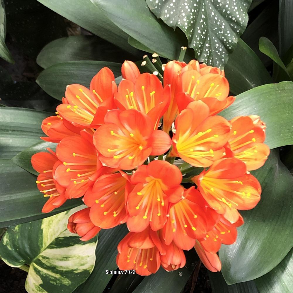 Photo of Fire Lily (Clivia miniata) uploaded by sedumzz