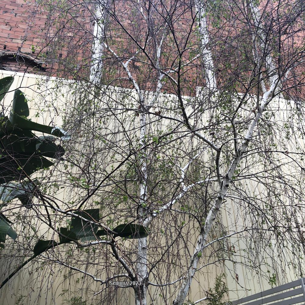 Photo of Silver Birch (Betula pendula) uploaded by sedumzz