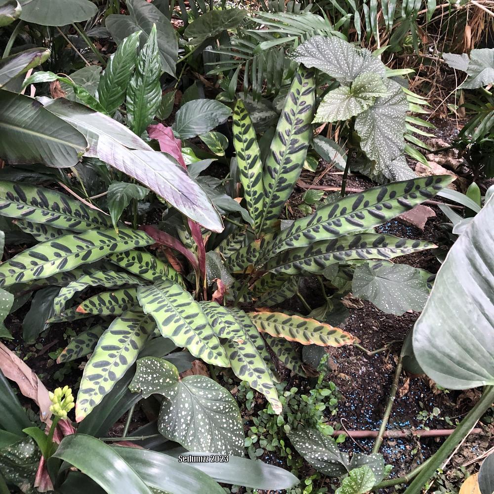 Photo of Rattlesnake Plant (Goeppertia insignis) uploaded by sedumzz