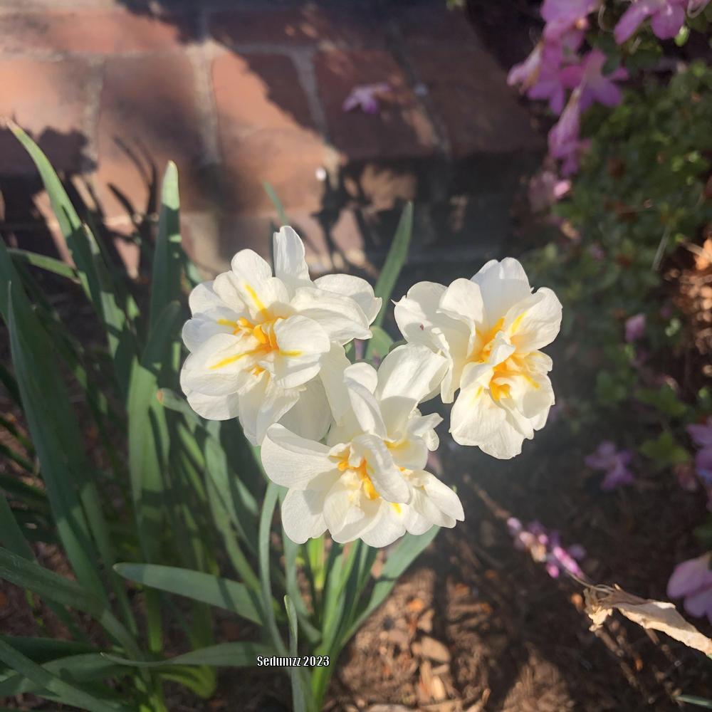 Photo of Double Daffodil (Narcissus 'Bridal Crown') uploaded by sedumzz