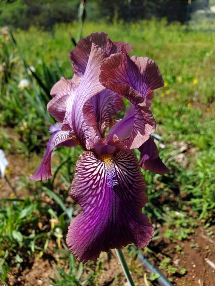 Photo of Arilbred Iris (Iris 'Afrosiab') uploaded by MZiris
