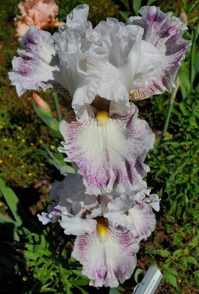 Photo of Tall Bearded Iris (Iris 'Hi There Gorgeous') uploaded by MZiris