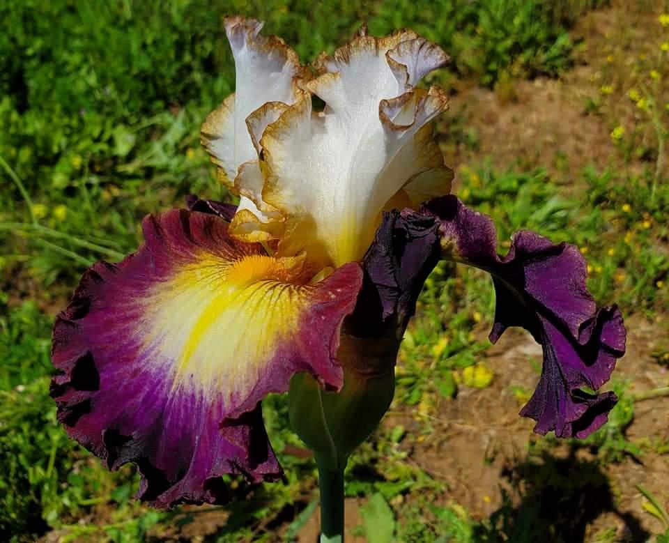 Photo of Tall Bearded Iris (Iris 'Superhero') uploaded by MZiris