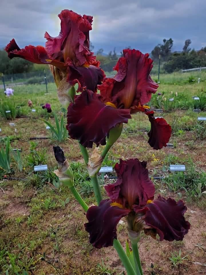 Photo of Tall Bearded Iris (Iris 'Hearts on Fire') uploaded by MZiris