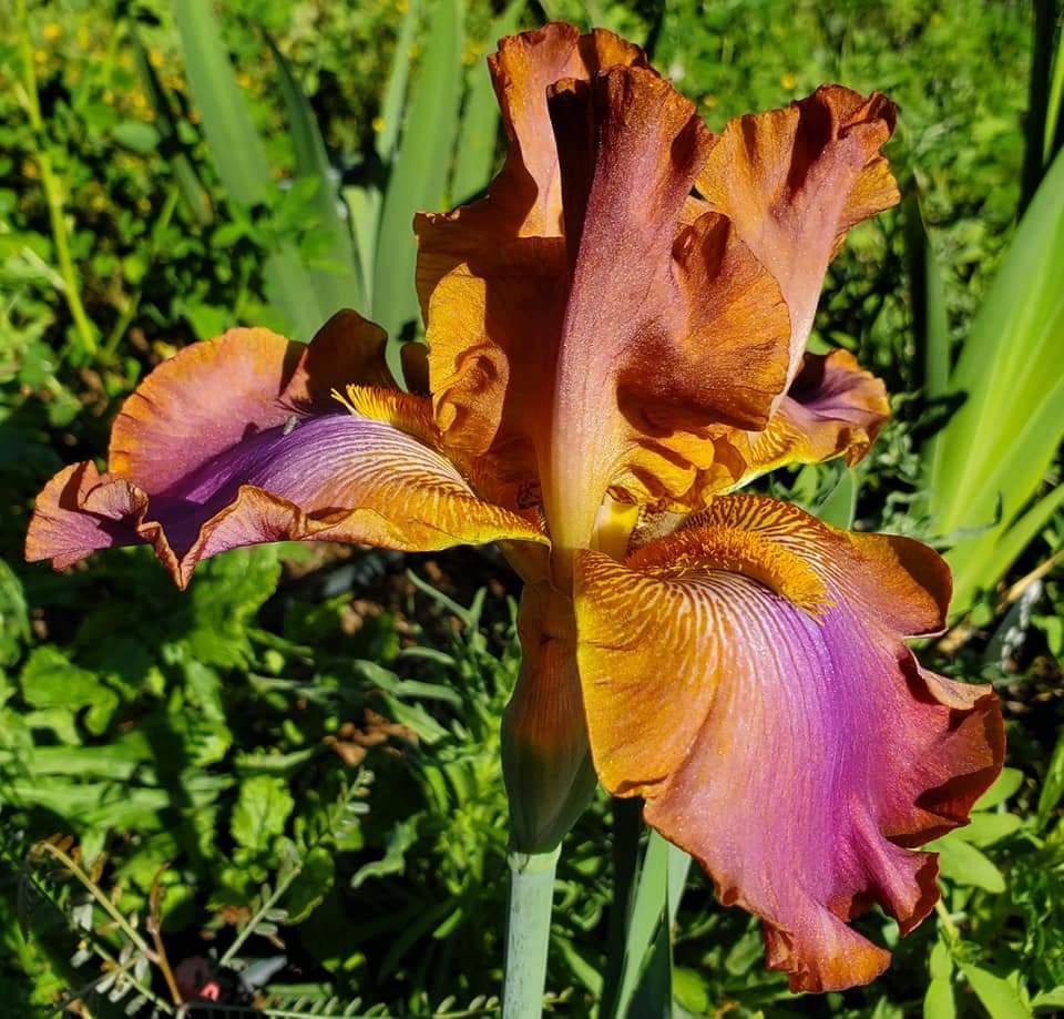 Photo of Border Bearded Iris (Iris 'Whoopsidaisy') uploaded by MZiris