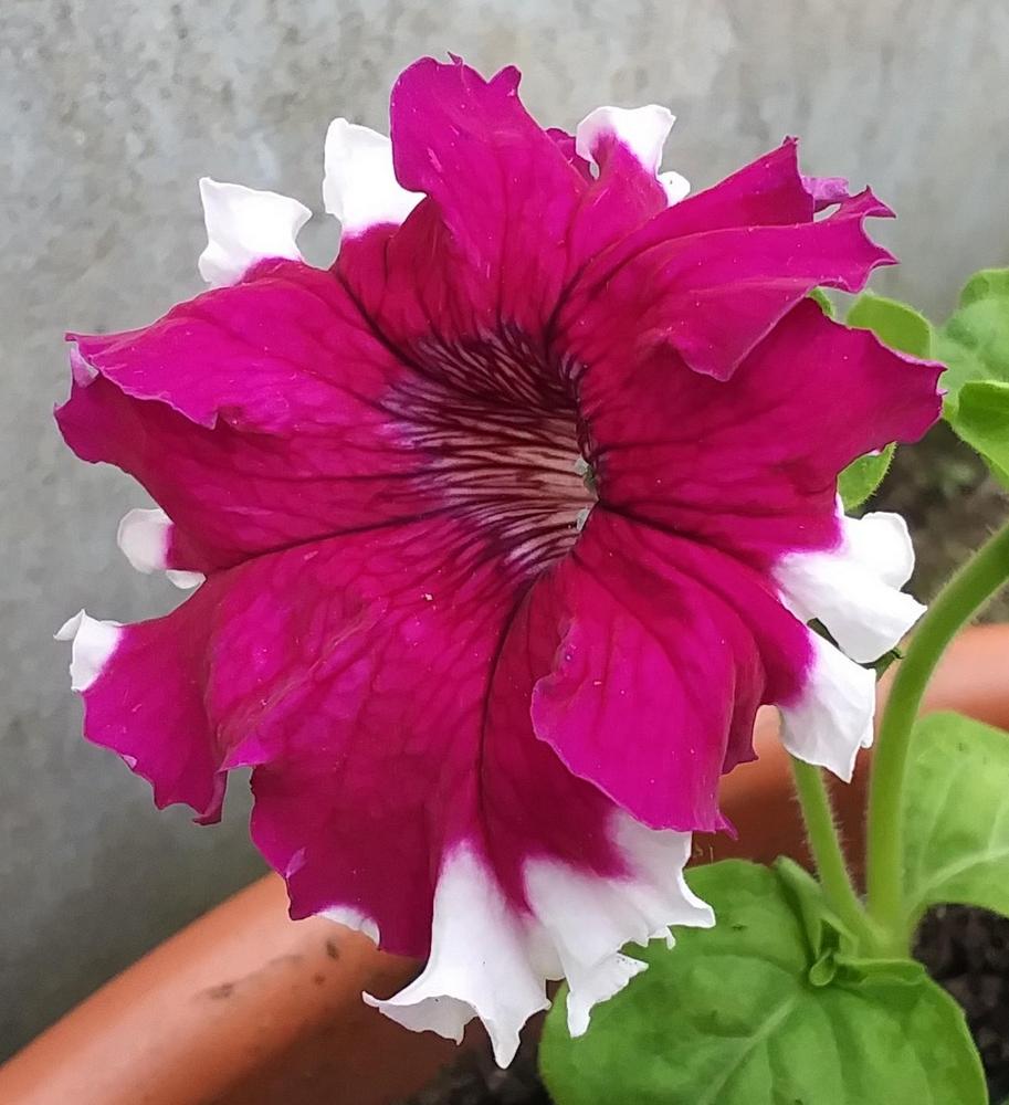Photo of Petunia 'Greetings from Jaromere' uploaded by TomatoNut95