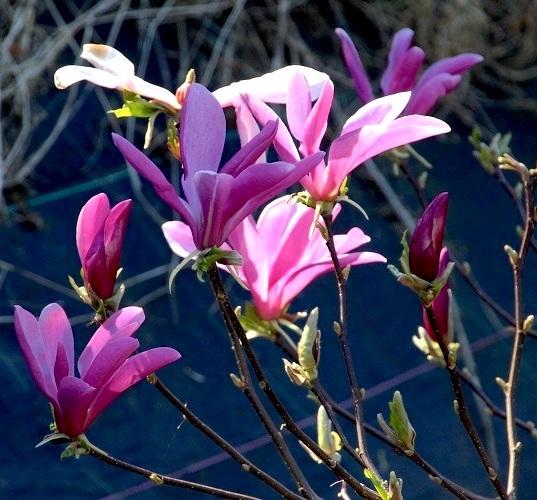 Photo of Magnolia 'Susan' uploaded by scvirginia