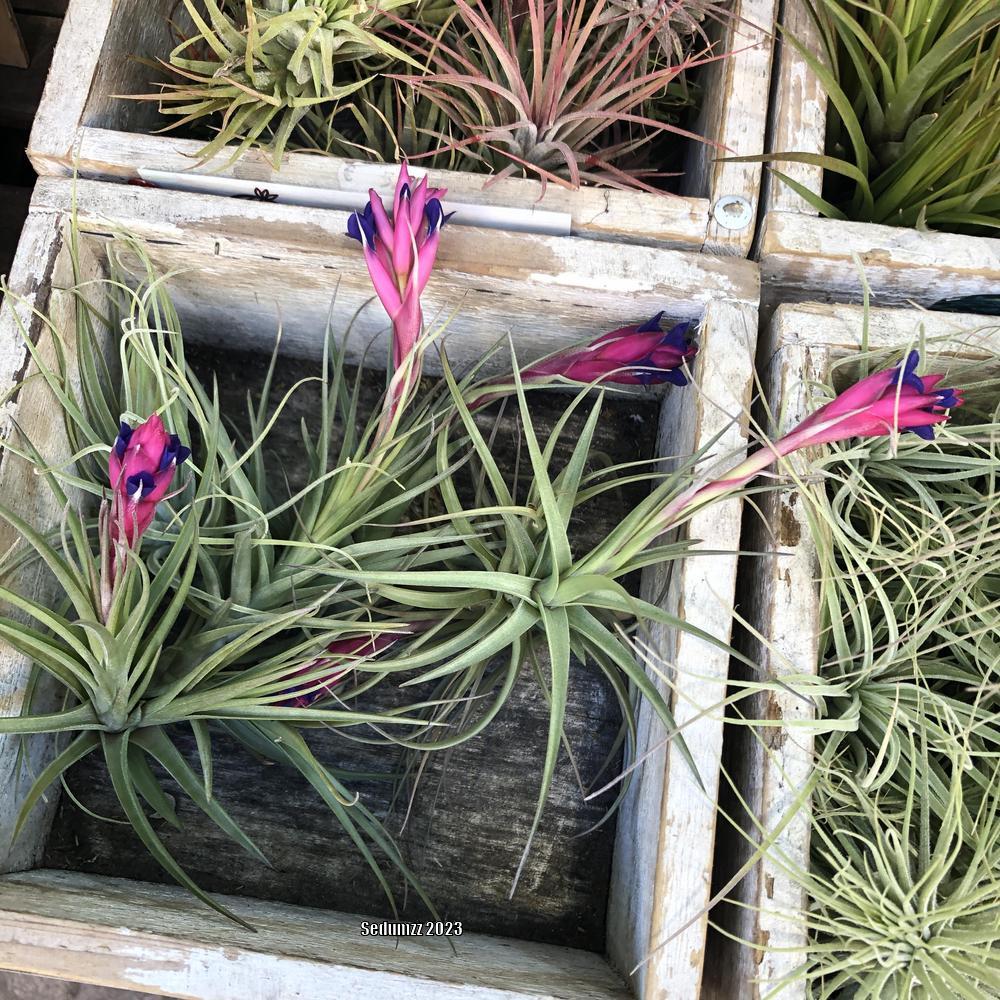 Photo of Carnations of the Air (Tillandsia aeranthos) uploaded by sedumzz