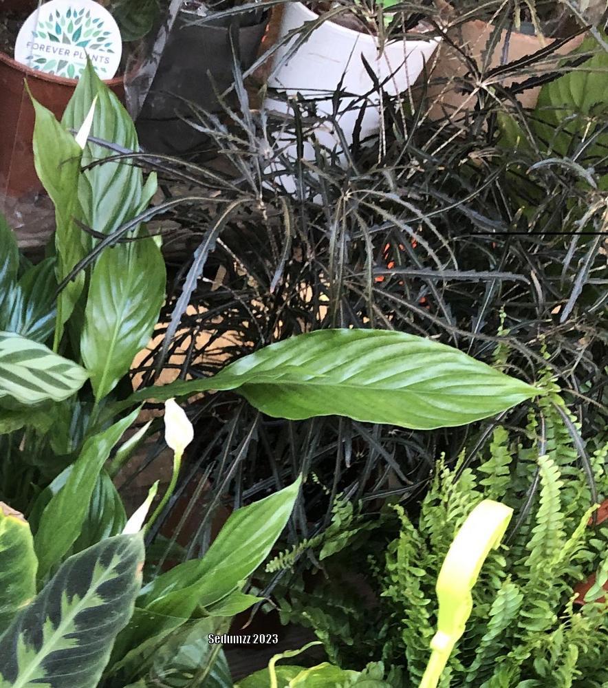 Photo of False Aralia (Plerandra elegantissima) uploaded by sedumzz