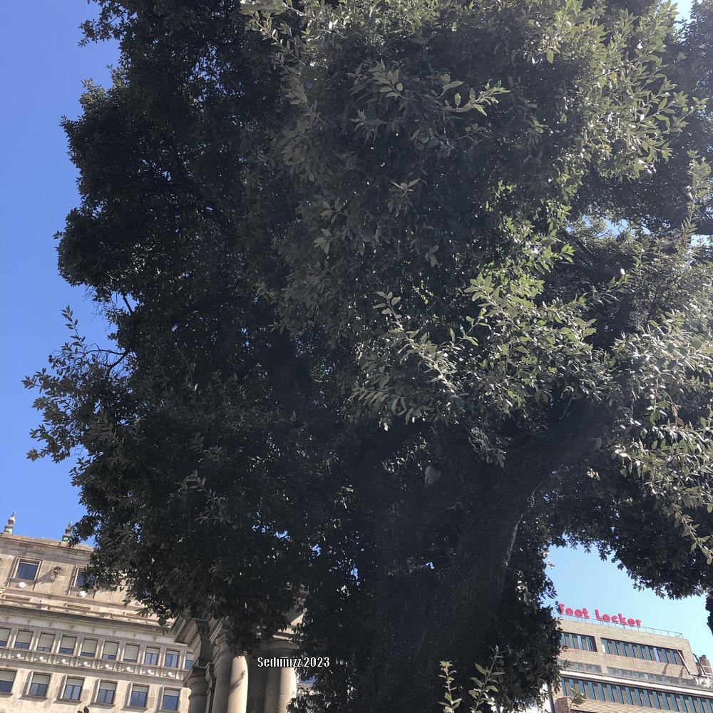 Photo of Olive Tree (Olea europaea) uploaded by sedumzz