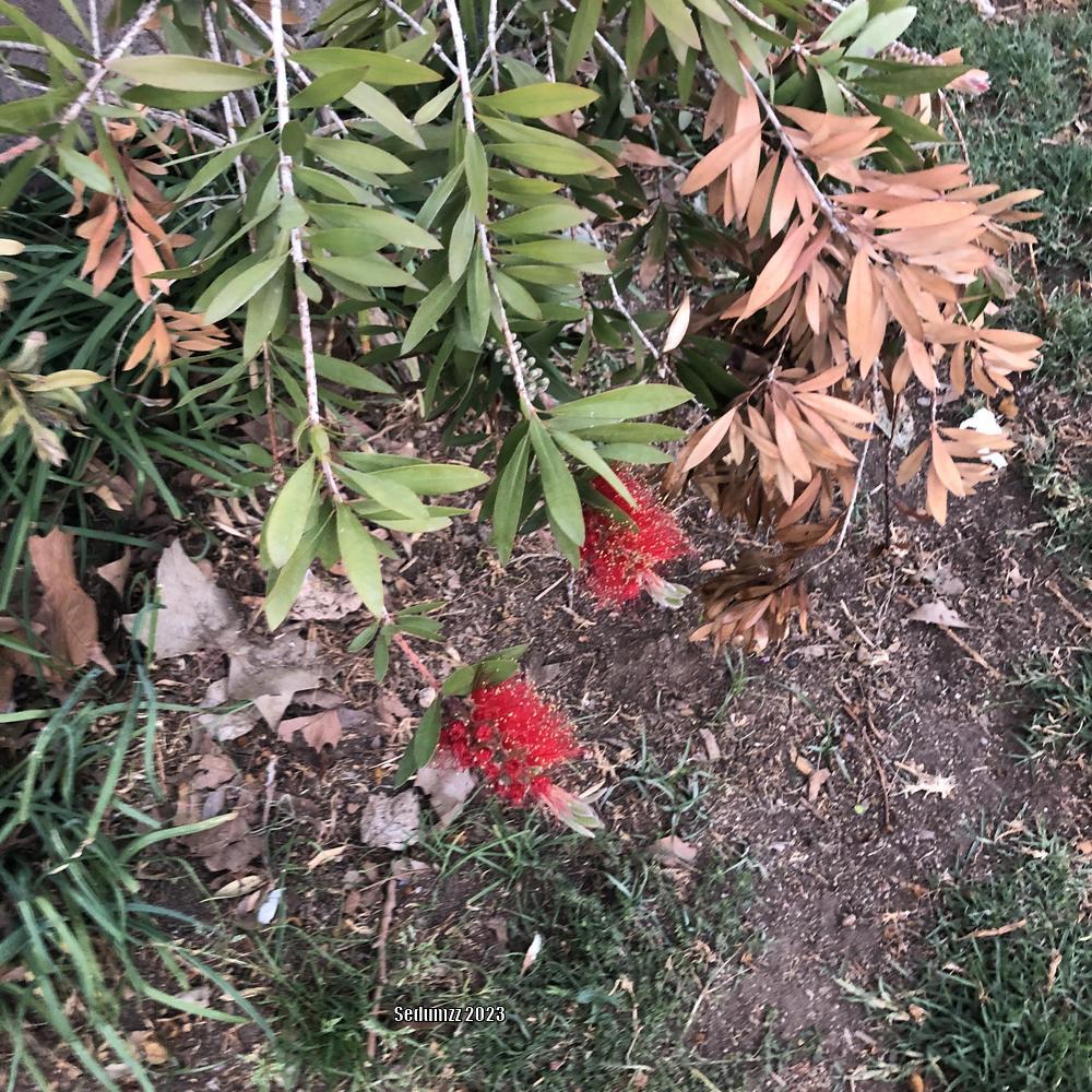 Photo of Crimson Bottlebrush (Callistemon citrinus) uploaded by sedumzz